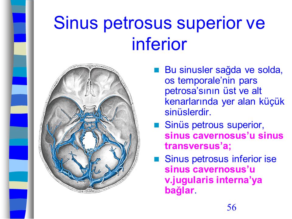 Sinus petrosus superior ve inferior