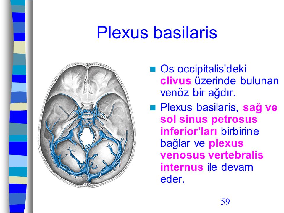Plexus basilaris Os occipitalis’deki clivus üzerinde bulunan venöz bir ağdır.