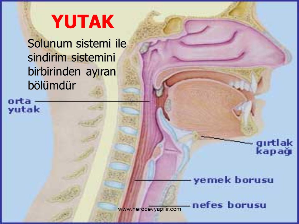 Bogaza Kökleme