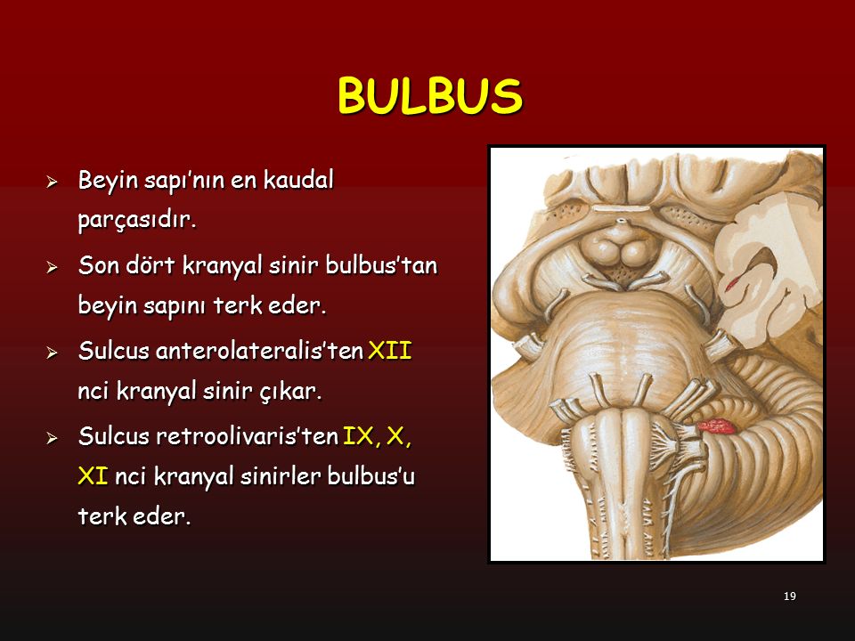 BULBUS Beyin sapı’nın en kaudal parçasıdır.
