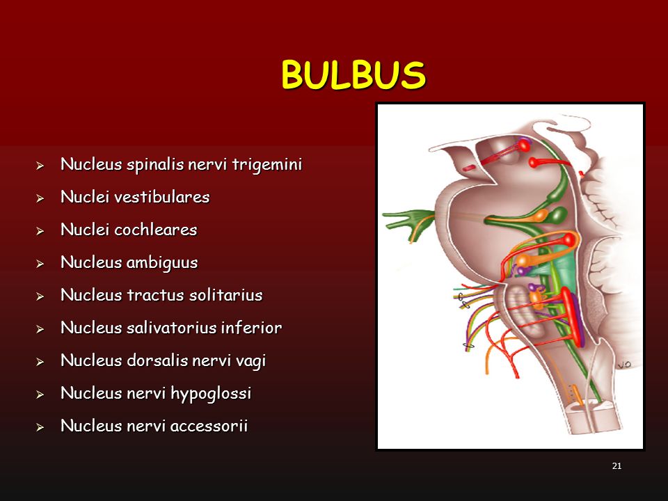 BULBUS Nucleus spinalis nervi trigemini Nuclei vestibulares