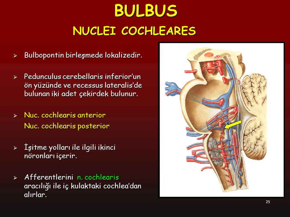 BULBUS NUCLEI COCHLEARES Bulbopontin birleşmede lokalizedir.