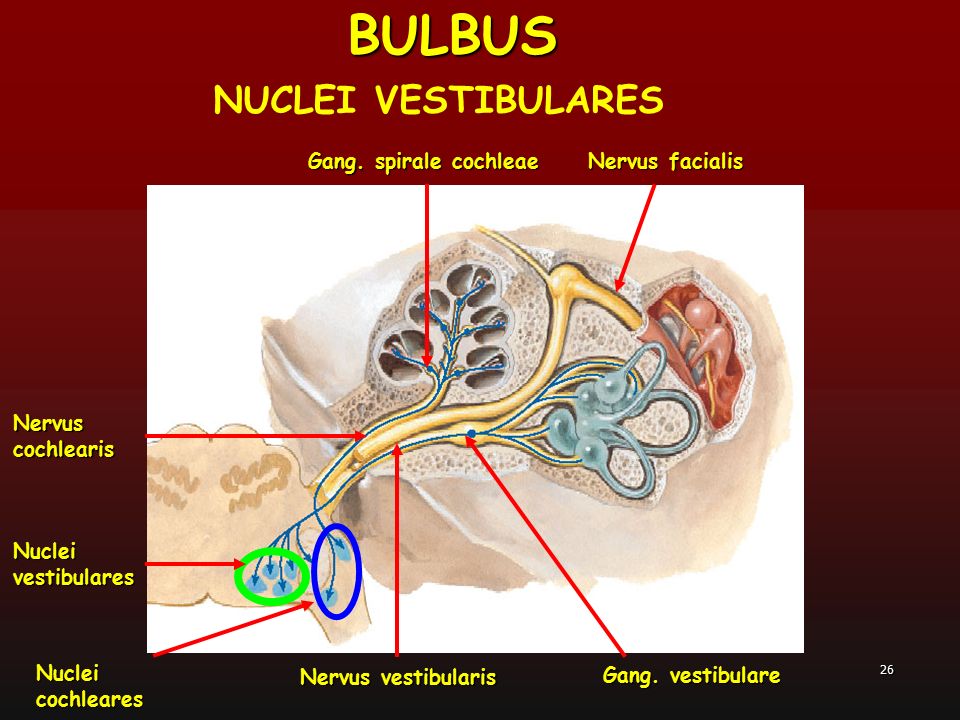 BULBUS NUCLEI VESTIBULARES Gang. spirale cochleae Nervus facialis