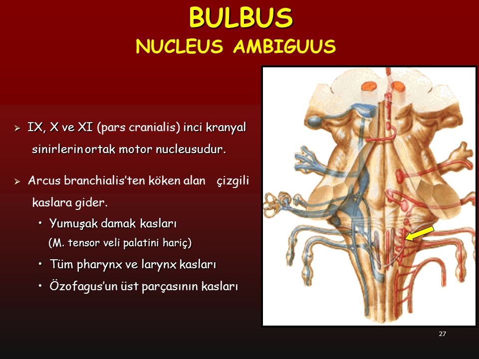 BULBUS NUCLEUS AMBIGUUS IX, X ve XI (pars cranialis) inci kranyal