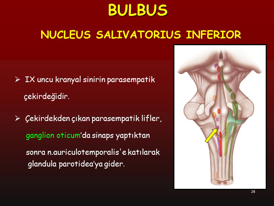 BULBUS NUCLEUS SALIVATORIUS INFERIOR