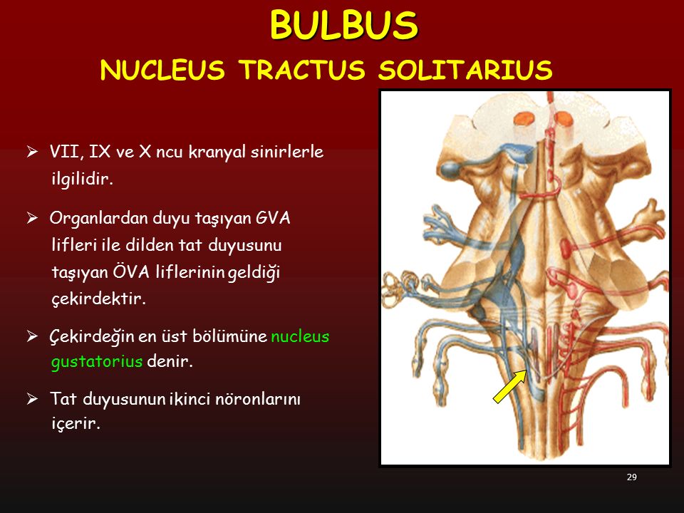 BULBUS NUCLEUS TRACTUS SOLITARIUS VII, IX ve X ncu kranyal sinirlerle