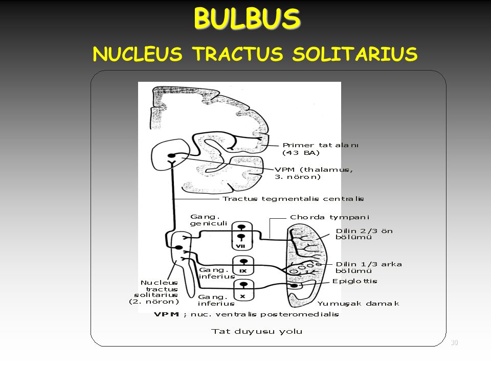 BULBUS NUCLEUS TRACTUS SOLITARIUS 30