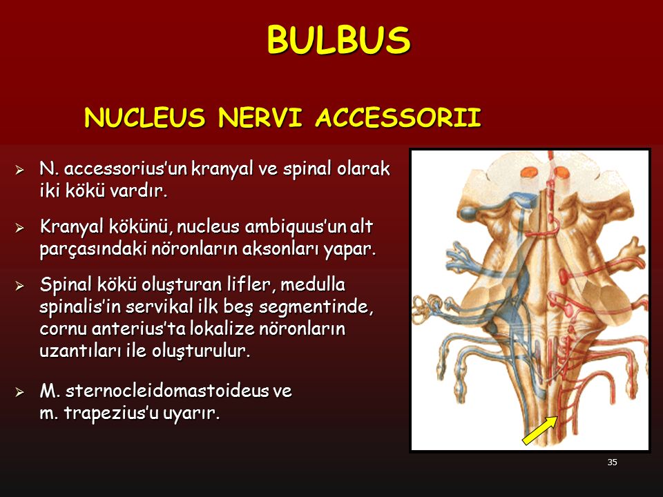 BULBUS NUCLEUS NERVI ACCESSORII