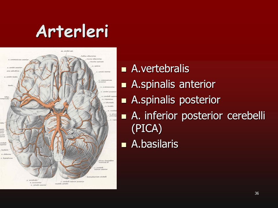 Arterleri A.vertebralis A.spinalis anterior A.spinalis posterior
