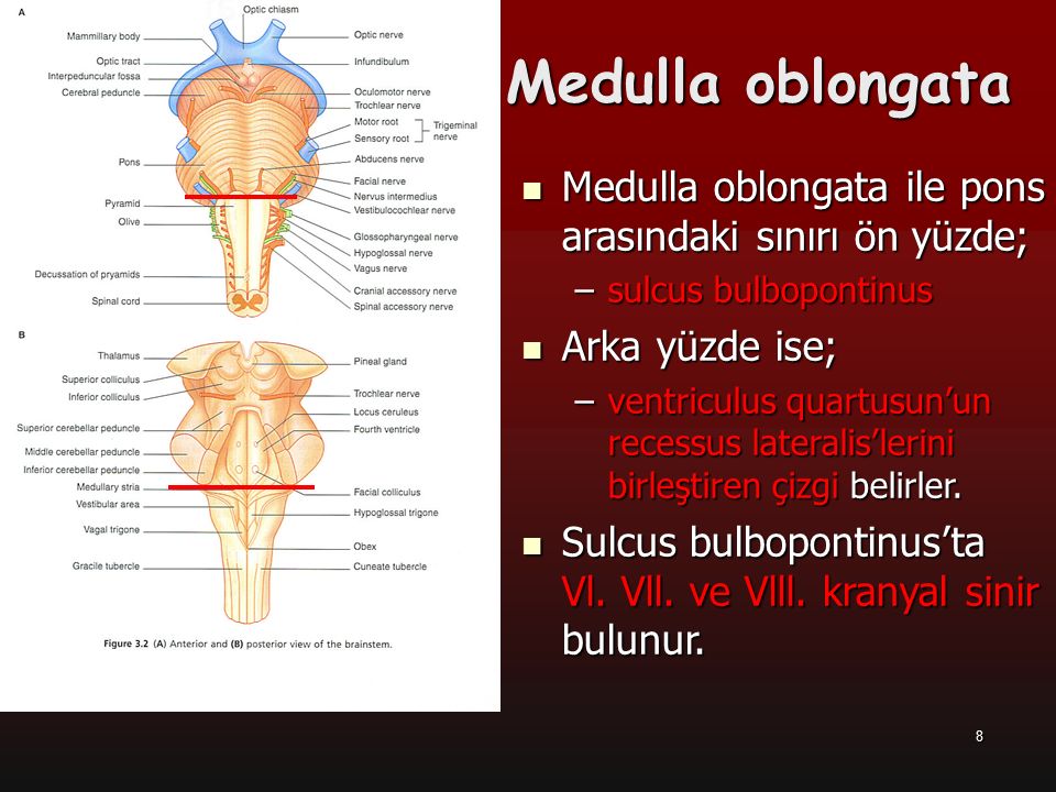 Medulla oblongata Medulla oblongata ile pons arasındaki sınırı ön yüzde; sulcus bulbopontinus. Arka yüzde ise;