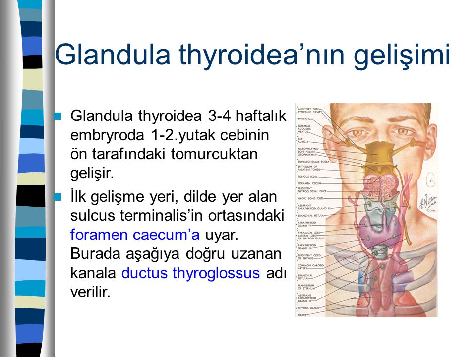 Thyroglossus латынь