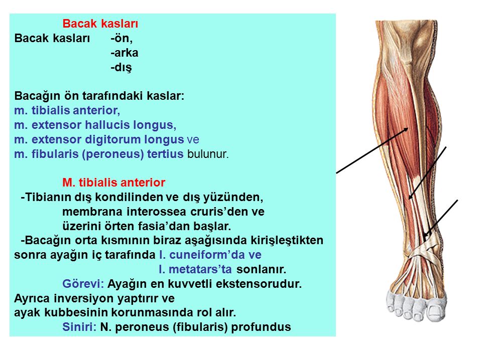 Türkçe Muhabbet Capraz Bacak