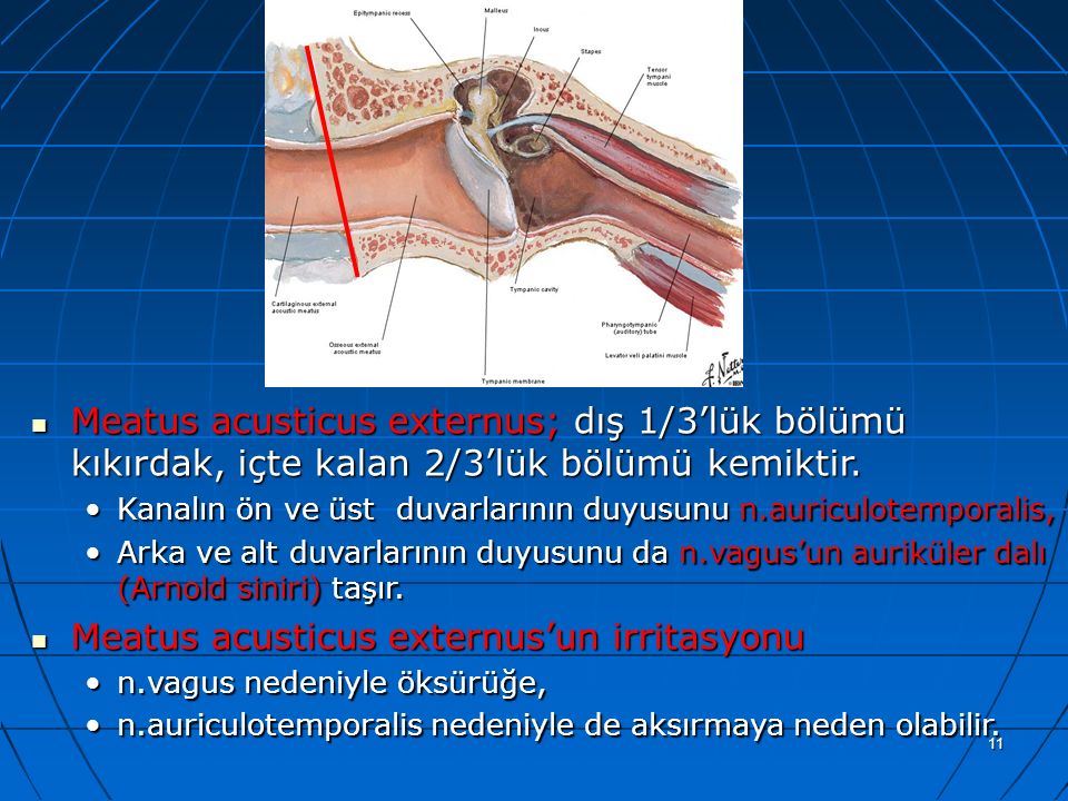 a Meatus acusticus externus; dış 1/3’lük bölümü kıkırdak, içte kalan 2/3’lük bölümü kemiktir.
