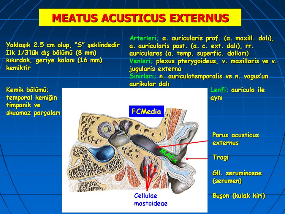 Ушные латынь. Meatus acusticus. Meatus латынь.