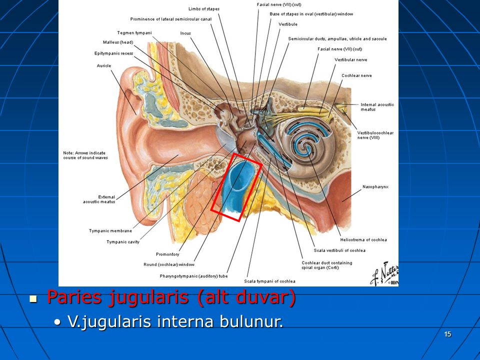 a Paries jugularis (alt duvar) V.jugularis interna bulunur. 15