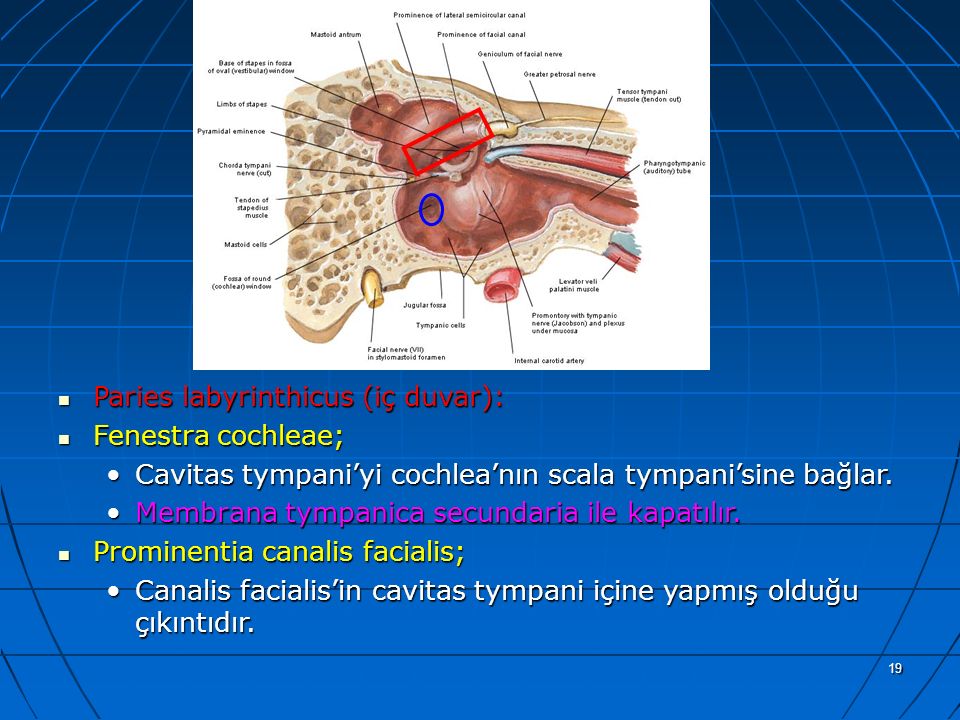 a Paries labyrinthicus (iç duvar): Fenestra cochleae;