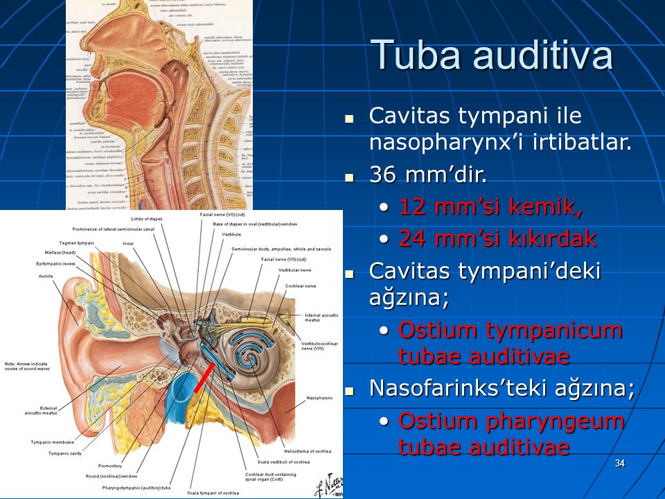 Tuba auditiva Cavitas tympani ile nasopharynx’i irtibatlar. 36 mm’dir.