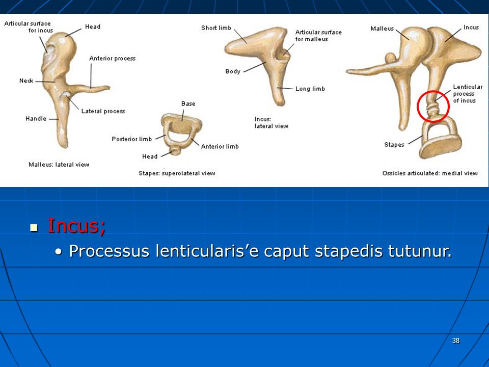 a Incus; Processus lenticularis’e caput stapedis tutunur. 38