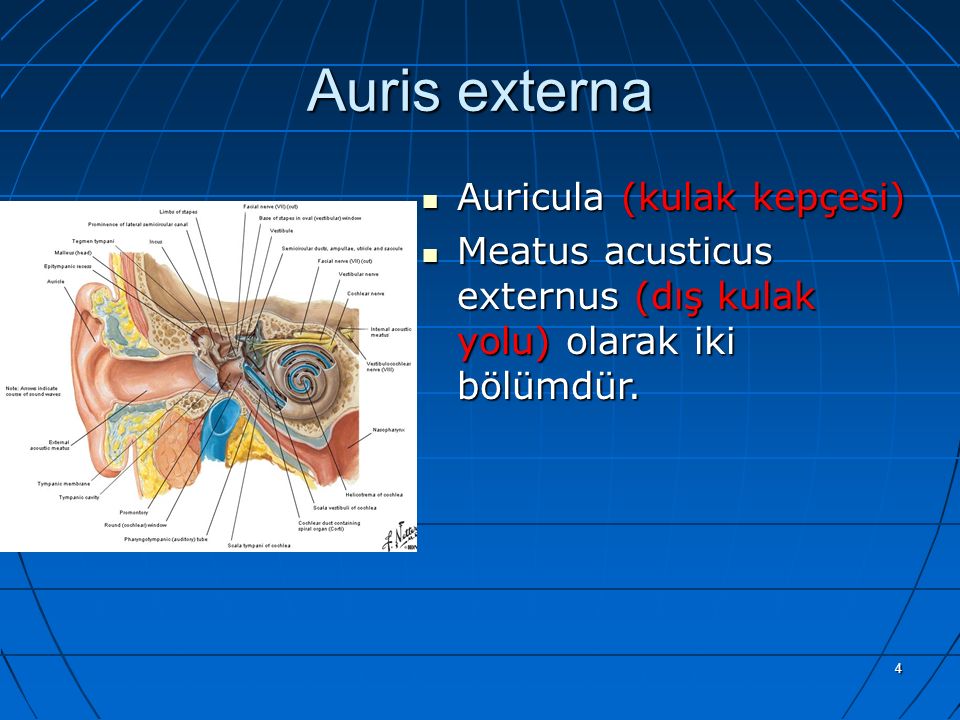 Auris externa Auricula (kulak kepçesi)