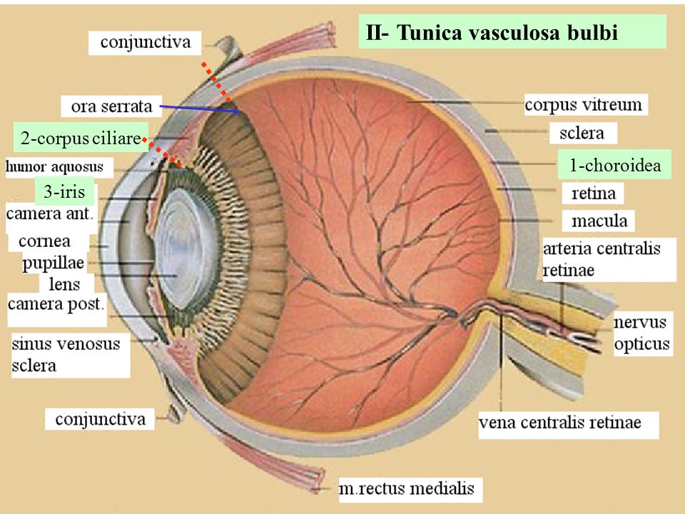 Белочная оболочка глаза прозрачна отметьте верные. Радужка глаза анатомия. Строение глазного яблока анатомия латынь. Строение глаза на латыни.