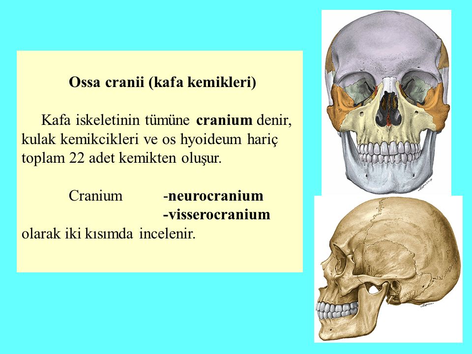 Ossa cranii (kafa kemikleri)