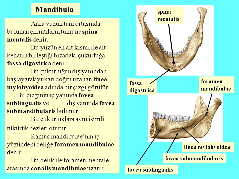 Mandibula spina mentalis. Arka yüzün tam ortasında bulunan çıkıntıların tümüne spina mentalis denir.
