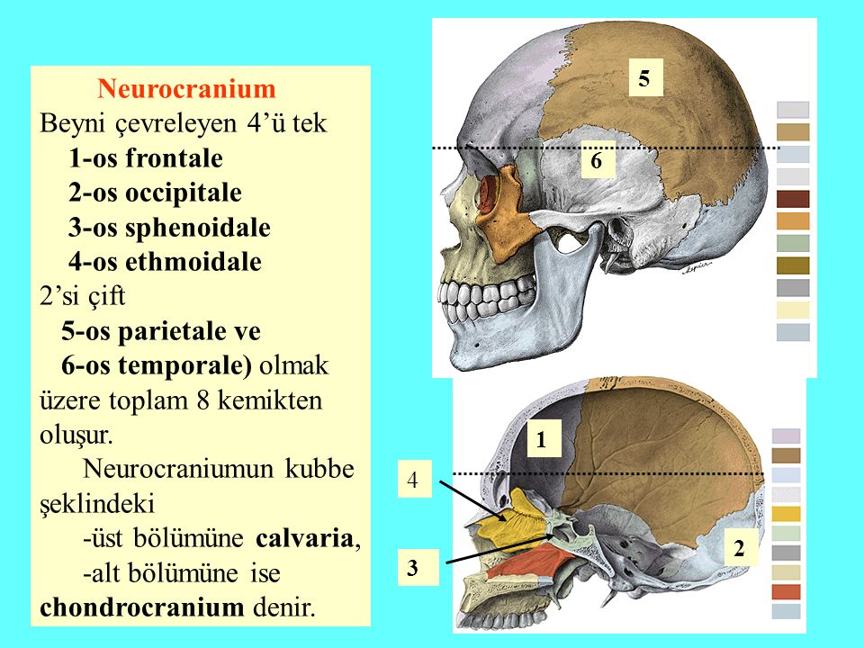 Beyni çevreleyen 4’ü tek 1-os frontale 2-os occipitale