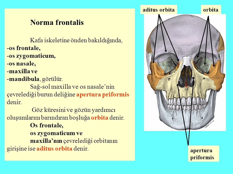 Kafa iskeletine önden bakıldığında, -os frontale, -os zygomaticum,