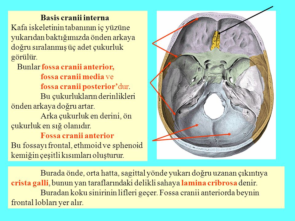 Basis cranii interna Kafa iskeletinin tabanının iç yüzüne yukarıdan baktığımızda önden arkaya doğru sıralanmış üç adet çukurluk görülür.