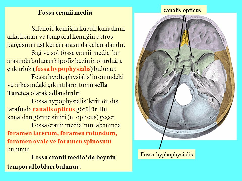 Расщепление латынь. Canalis Opticus. Canalis Opticus анатомия. Fossa cranii anterior на черепе. Canalis Opticus на черепе.