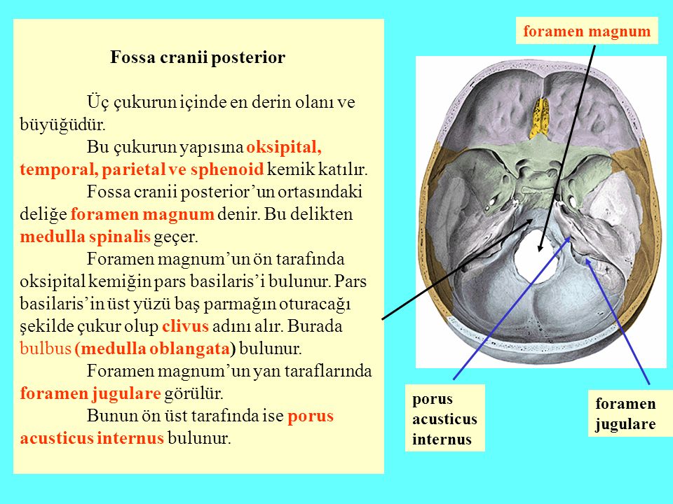 Fossa cranii posterior Üç çukurun içinde en derin olanı ve büyüğüdür.