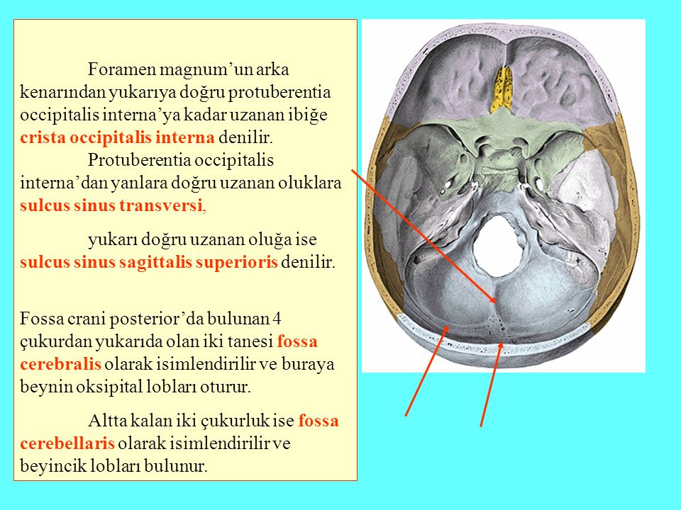 Foramen magnum’un arka kenarından yukarıya doğru protuberentia occipitalis interna’ya kadar uzanan ibiğe crista occipitalis interna denilir. Protuberentia occipitalis interna’dan yanlara doğru uzanan oluklara sulcus sinus transversi,