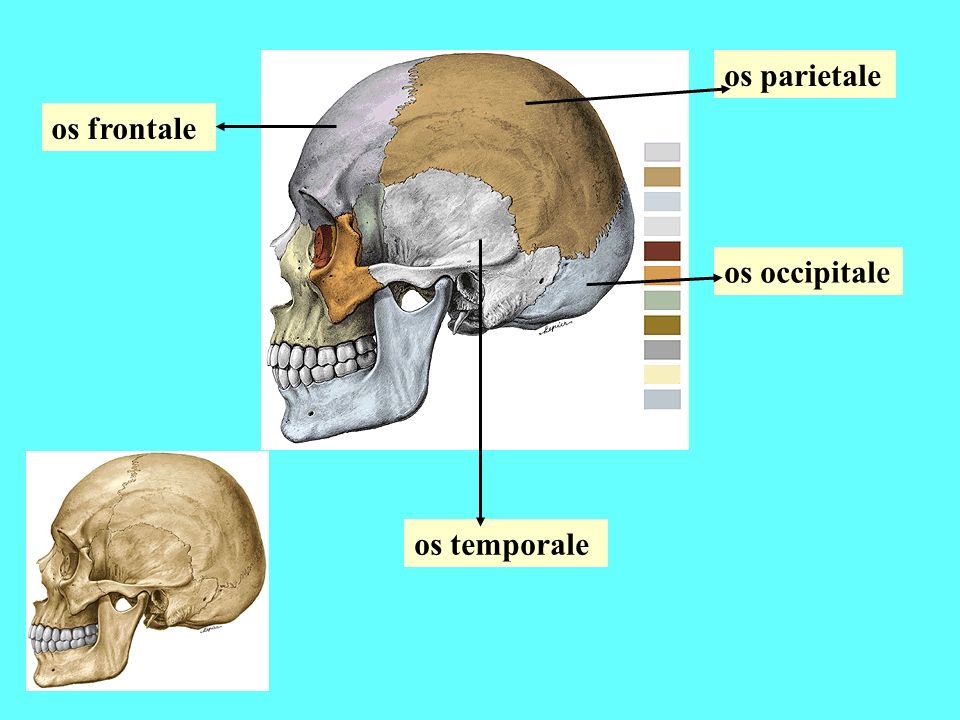 os parietale os frontale os occipitale os temporale
