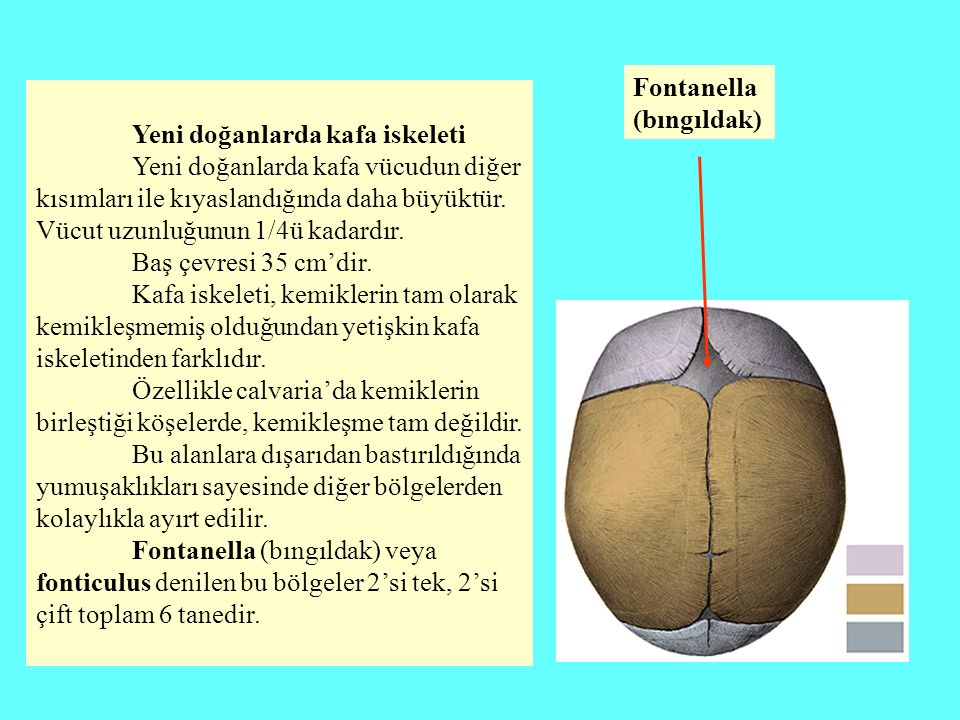 Fontanella (bıngıldak)