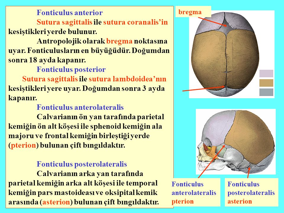 Sutura sagittalis ile sutura coranalis’in kesiştikleri yerde bulunur.
