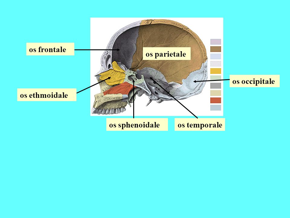 os frontale os parietale os occipitale os ethmoidale os sphenoidale os temporale