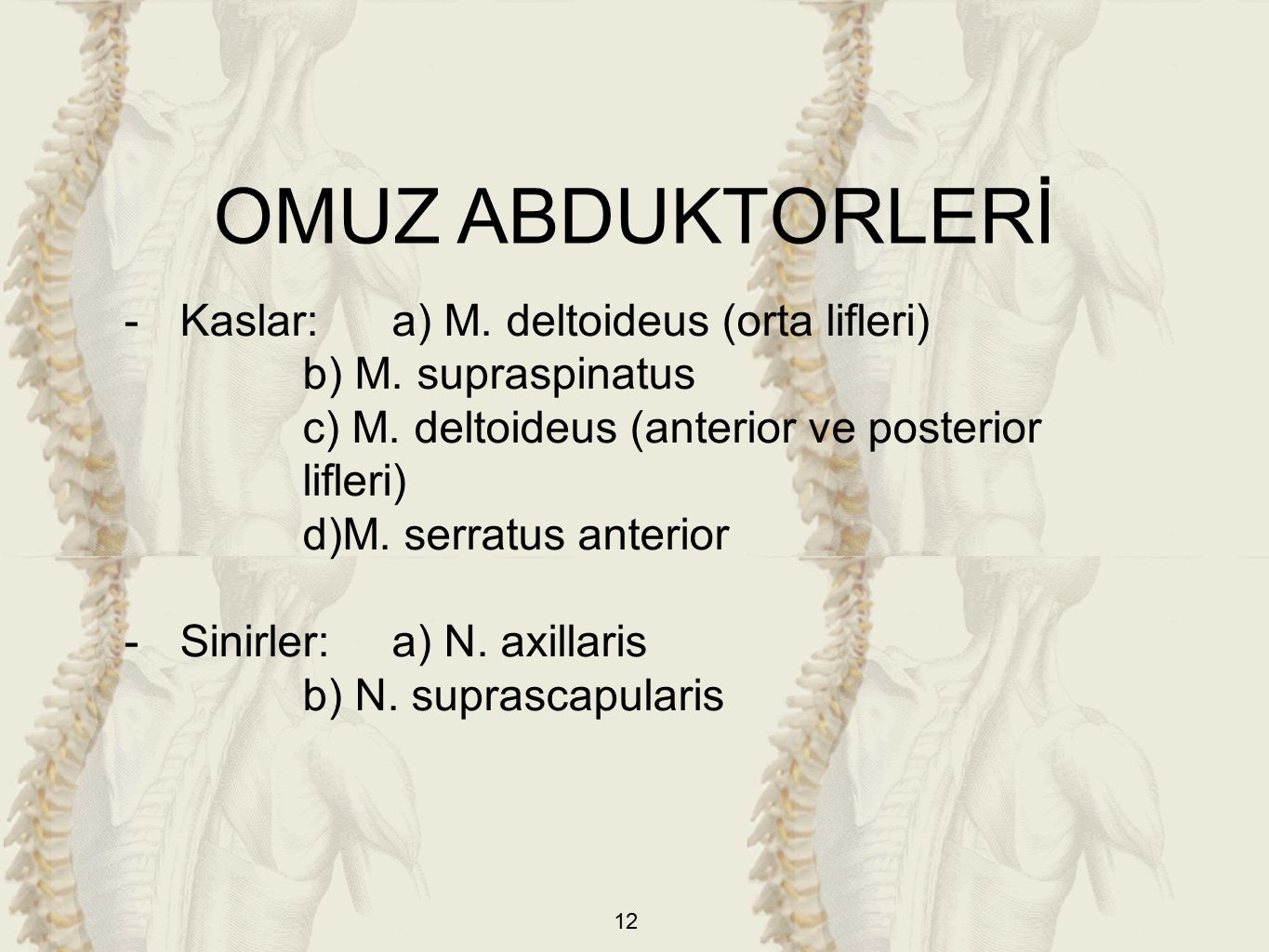 OMUZ ABDUKTORLERİ Kaslar: a) M. deltoideus (orta lifleri)