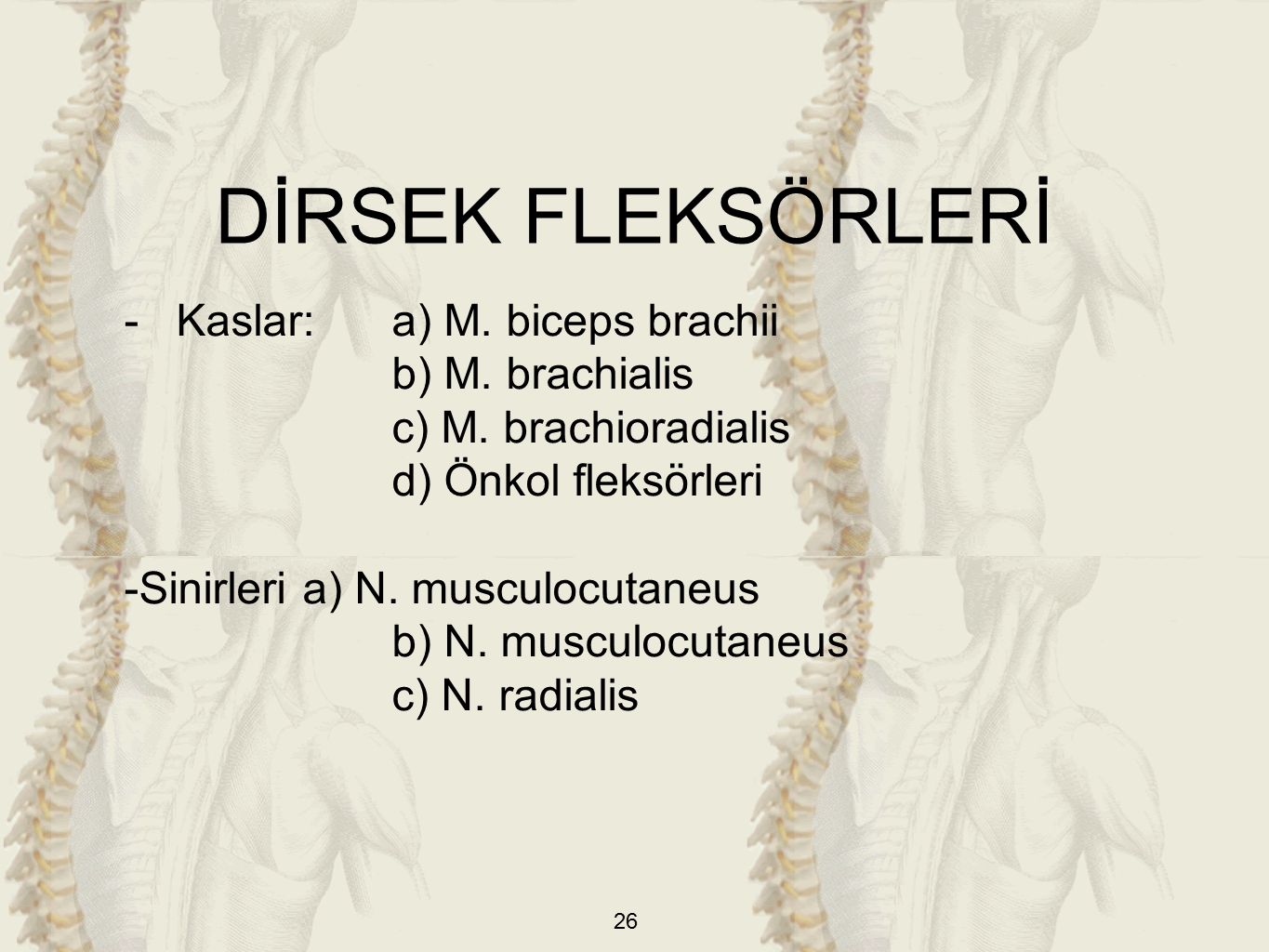 DİRSEK FLEKSÖRLERİ - Kaslar: a) M. biceps brachii b) M. brachialis