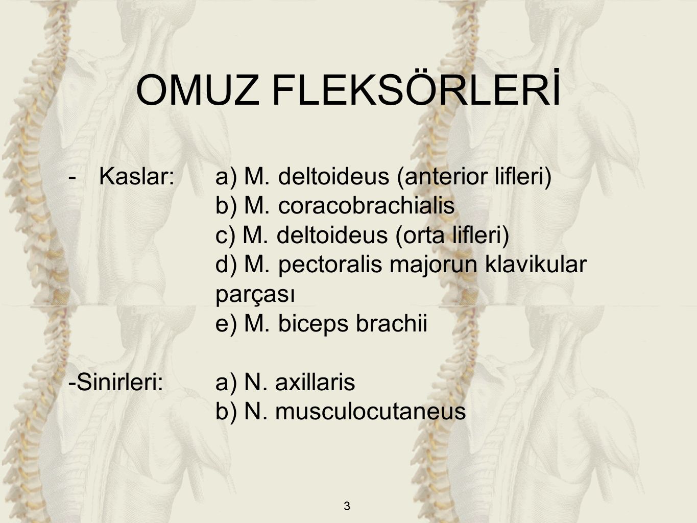 OMUZ FLEKSÖRLERİ Kaslar: a) M. deltoideus (anterior lifleri)