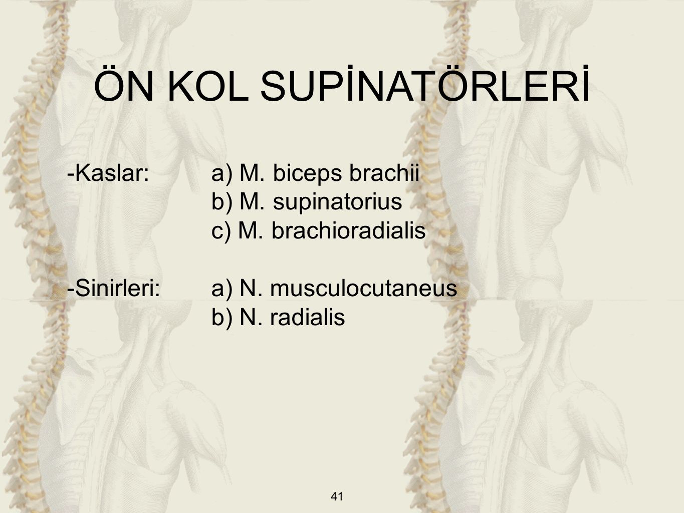 ÖN KOL SUPİNATÖRLERİ -Kaslar: a) M. biceps brachii b) M. supinatorius
