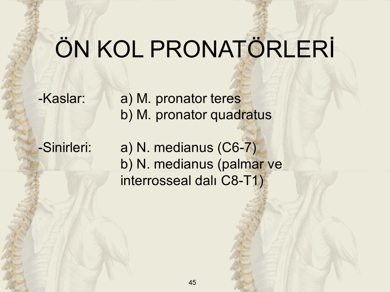 ÖN KOL PRONATÖRLERİ -Kaslar: a) M. pronator teres