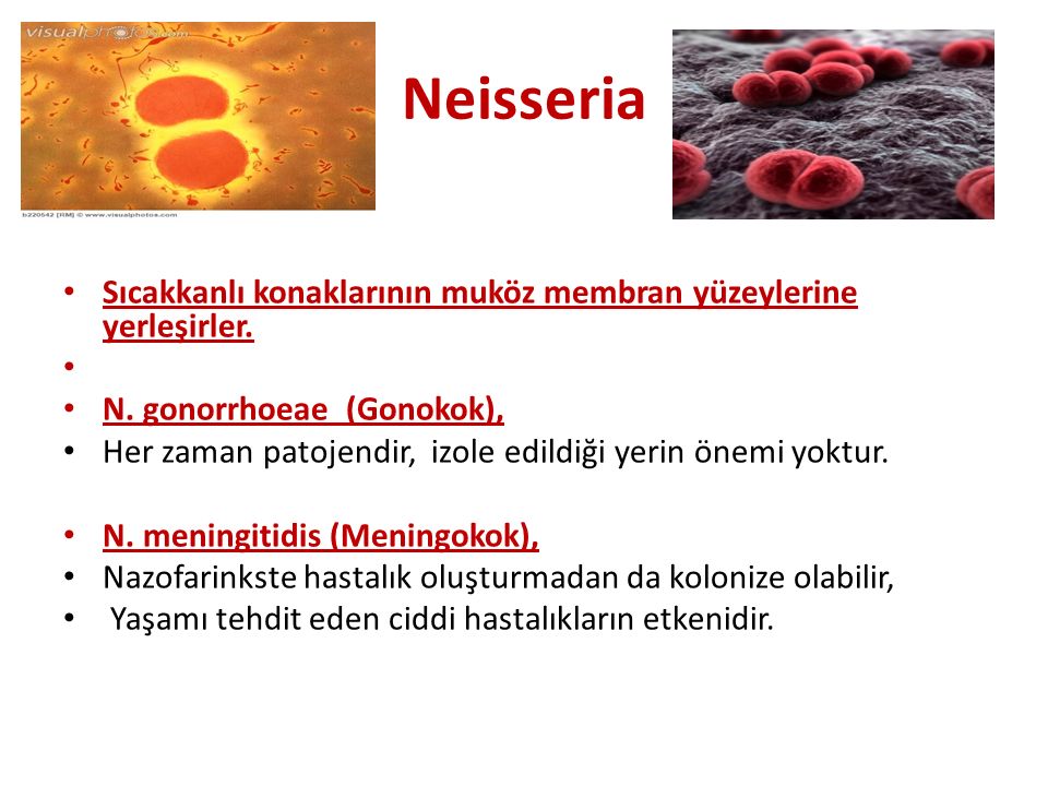 Chlamydia trachomatis neisseria gonorrhoeae