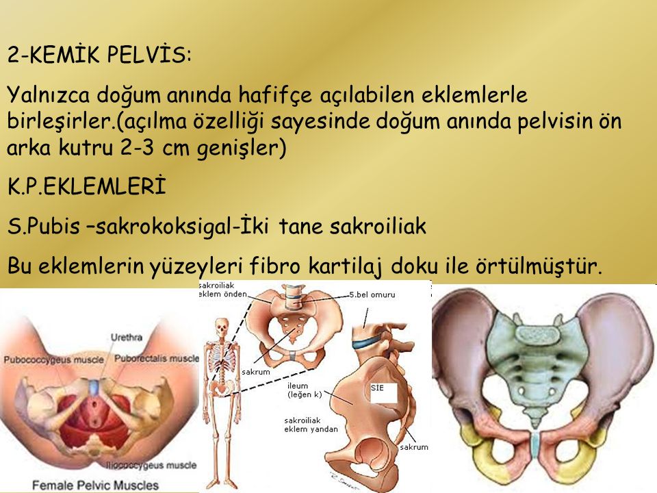 Pelvic muscles