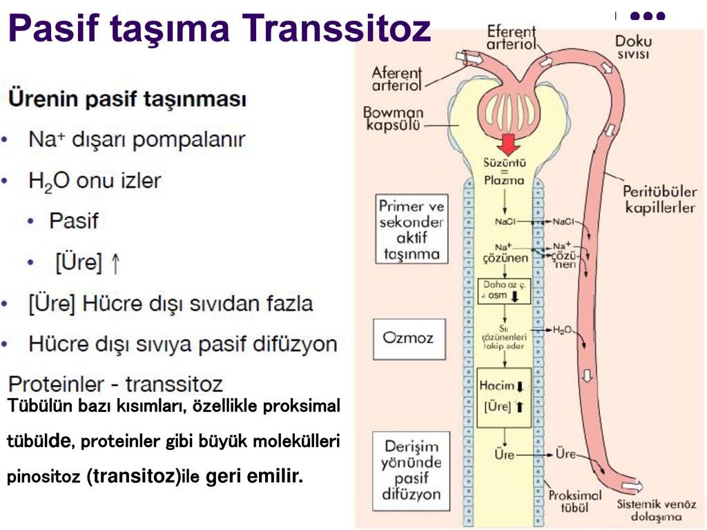 Pasif taşıma Transsitoz