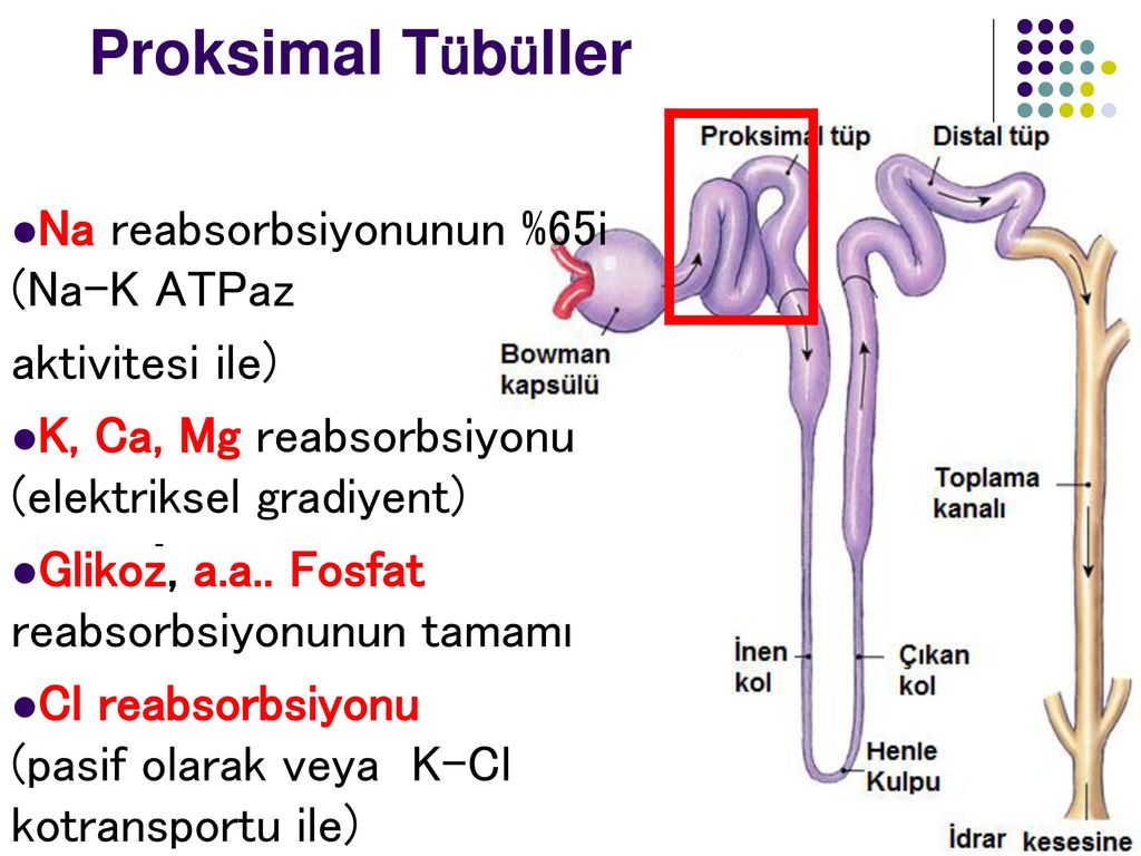 Proksimal Tübüller Na reabsorbsiyonunun %65i (Na-K ATPaz