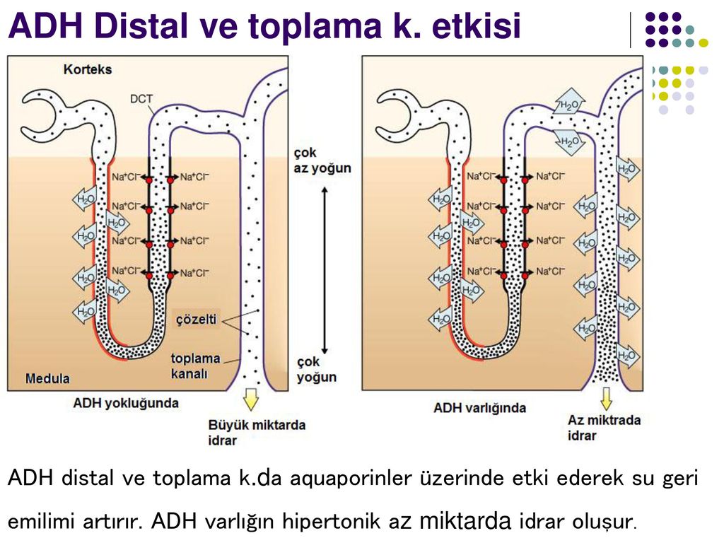 ADH Distal ve toplama k. etkisi