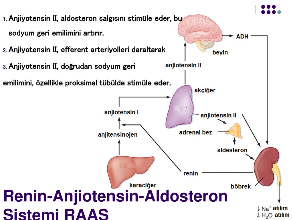 Renin-Anjiotensin-Aldosteron Sistemi RAAS