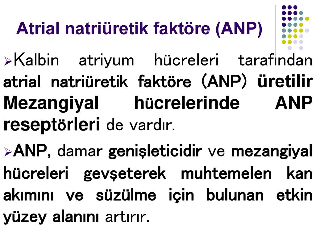 Atrial natriüretik faktöre (ANP)