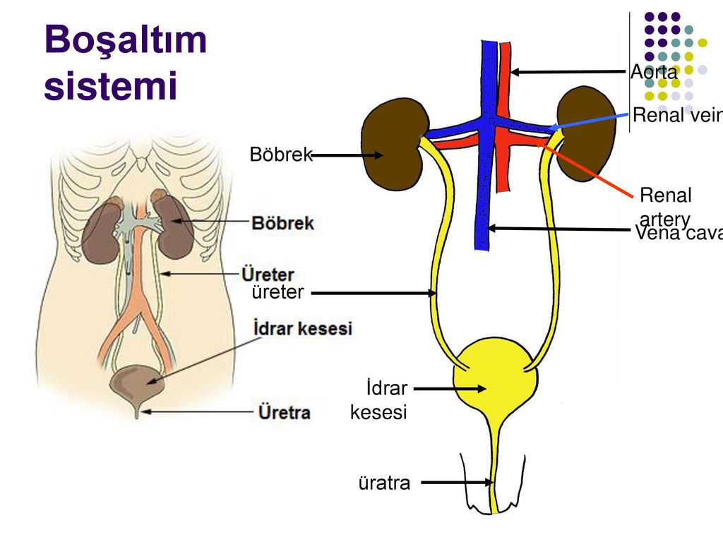 Boşaltım sistemi Aorta Renal vein Böbrek Renal artery Vena cava üreter