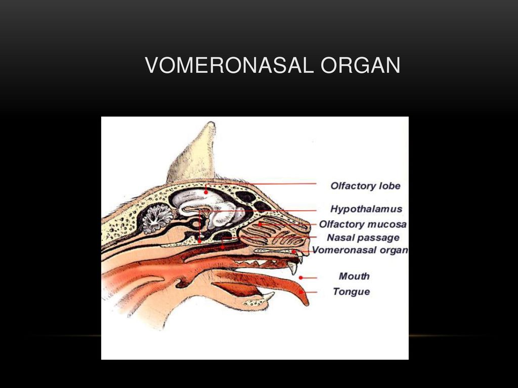 Вомероназальный орган презентация